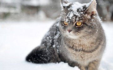 снег, зима, кот, кошка, полосатик