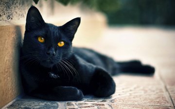 глаза, кот, мордочка, кошка, смотрит, взгляд, черный, улица, лапки