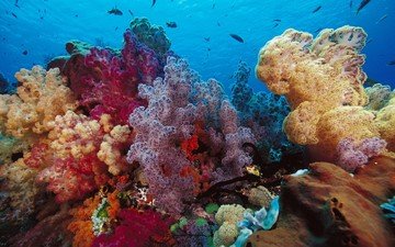 рыбы, глубина, кораллы, подводный мир, морское дно