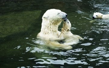 вода, белые, нежность, медведи, полярные, медведица, медвежата