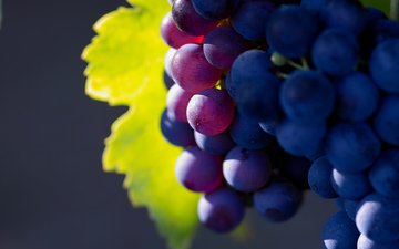 природа, виноград, фрукты, грозди