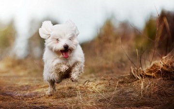 собака, радость, бег, белая, болонка, гаванская