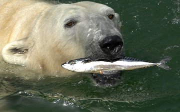 вода, медведь, белый, рыба, скумбрия, полярный, северный