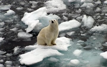 вода, природа, медведь, лёд, белый, океан, льдины, север, арктика, полярный