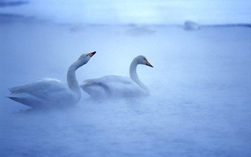 вода, туман, птицы, белые, лебеди, прекрасные, плавают