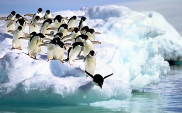 вода, снег, море, лёд, птицы, пингвин, антарктида, пингвины