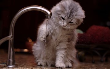 вода, кошка, котенок, игра, кран, струя воды