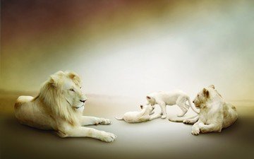 белые, львы, лев, львята, львица, играют, семейство