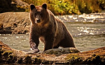вода, река, природа, медведь