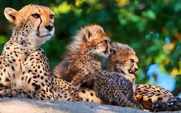 хищник, семья, котята, гепард, гепарды, мать