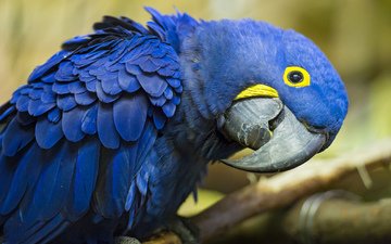 синий, птица, клюв, перья, попугай, ара, гиацинтовый, гиацинтовый ара
