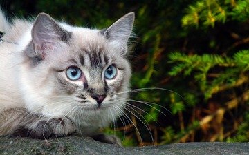 глаза, ветка, зелень, кошка, голубые