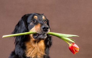 собака, друг, тюльпан, подарок