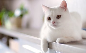 кот, кошка, белый, домашнее, животное