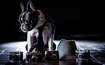 фон, собака, шляпа, французский бульдог, фотоаппараты