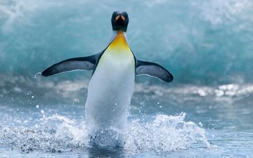 вода, капли, крылья, брызги, птицы, океан, пингвин, ласты, императорский пингвин