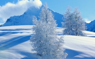 деревья, снег, природа, зима, пейзаж, гора
