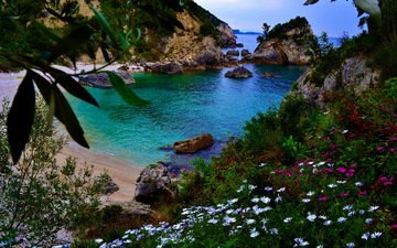 цветы, скалы, берег, море