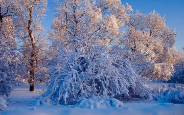 небо, деревья, снег, природа, лес, зима, ветки, ели