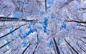 небо, деревья, лес, зима, высь