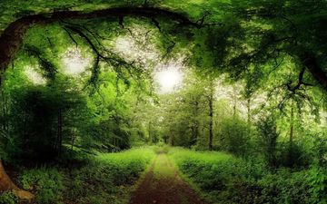 дорога, природа, лес
