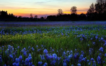 цветы, природа, закат, утро, поле, роса