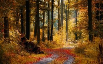 дорога, деревья, лес, осень, тропинка, бревна
