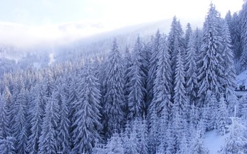 лес, зима