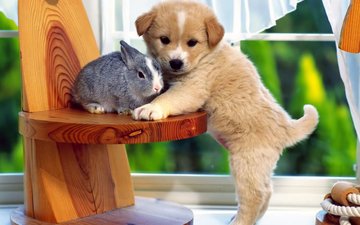 собака, щенок, кролик, дружба, друзья, крольчонок