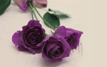 розы, букет, фиолетовый цвет