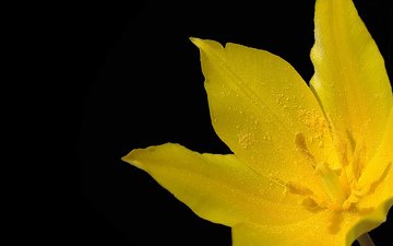 макро, желтый тюльпан