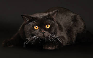 кот, кошка, черный, хвост, мех, янтарные глаза