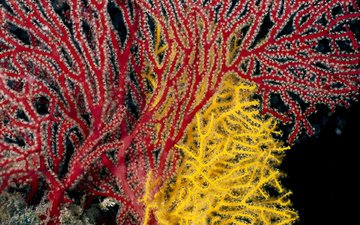 желтый, красный, кораллы, подводный мир, коралловый риф