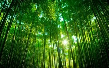 лес, бамбук, тропики