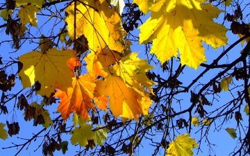 небо, листья, осень, синева