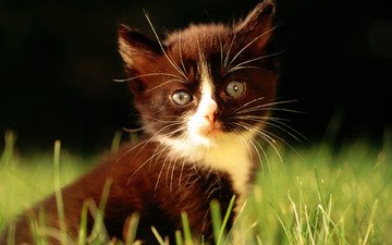 трава, кошка, взгляд, котенок
