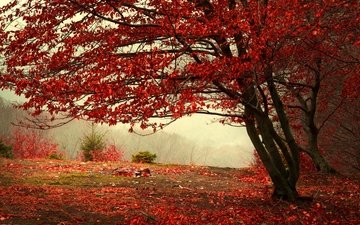 дерево, лес, листья, пейзаж, туман, листва, осень, красные