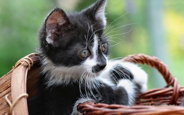 фон, взгляд, котенок, кошки, чёрно-белый, корзинка