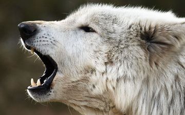 белый, хищник, профиль, волк, арктический волк, белый волк