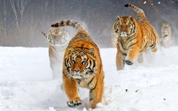 тигр, зима, бегут