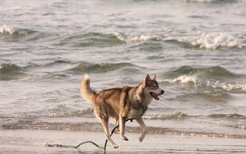 берег, море, собака, хаски, бег, поводок