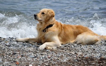 камни, море, пляж, мордочка, собака, лапки, золотистый ретривер