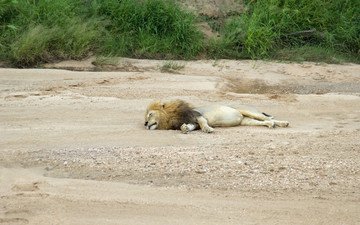 кошка, спит, хищник, лев, большая, дикая, национальный парк крюгера, лимпопо, южная африка