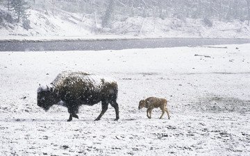снег, зима, животные, детеныш, зубры, зубр, дикий бык