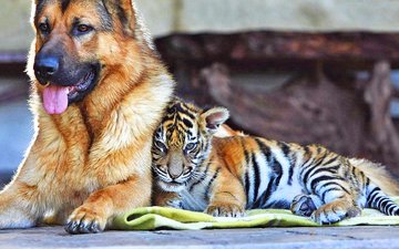 тигр, собака, тигренок, друзья