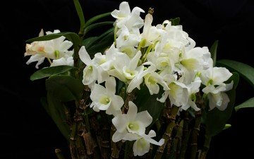 цветы, белые, орхидеи