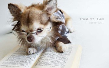 очки, собака, щенок, книга, чихуахуа