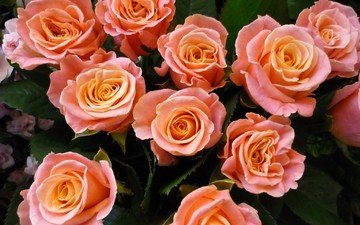 цветы, розы, букет, розовые