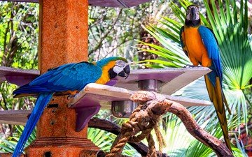 птицы, ара, попугаи, macaw