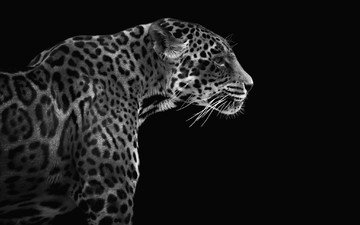 фон, леопард, хищник, профиль